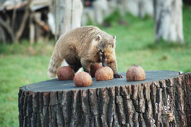 Hanover Zoo